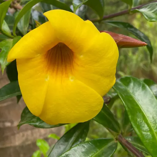 Yellow flower opening among glossy green leaves