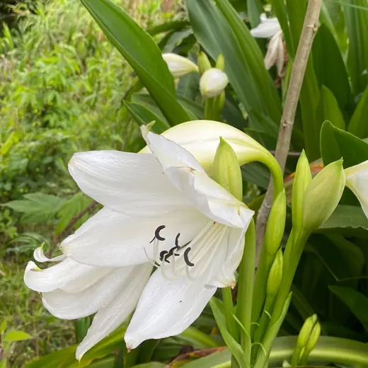 White lily with soft petals and fresh buds