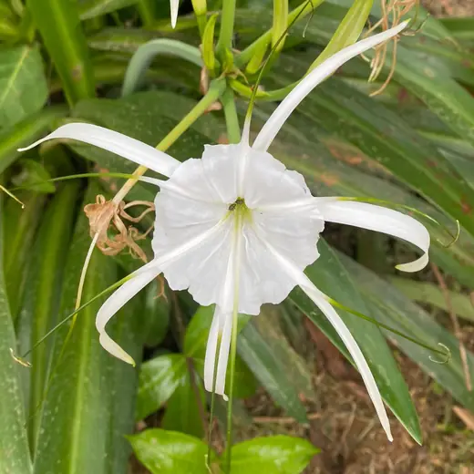 White spider lily unfolding in a garden