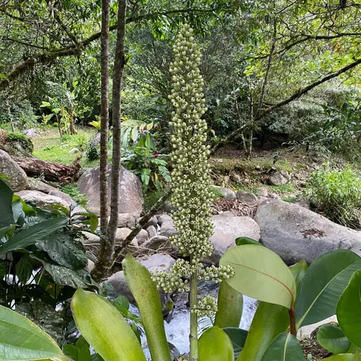 Tall green tropical inflorescence near a stream