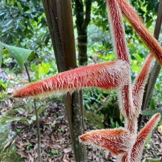 Fuzzy red tropical plant stems in the forest