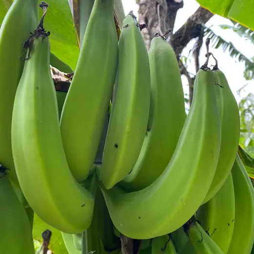 Cluster of green bananas under broad leaves