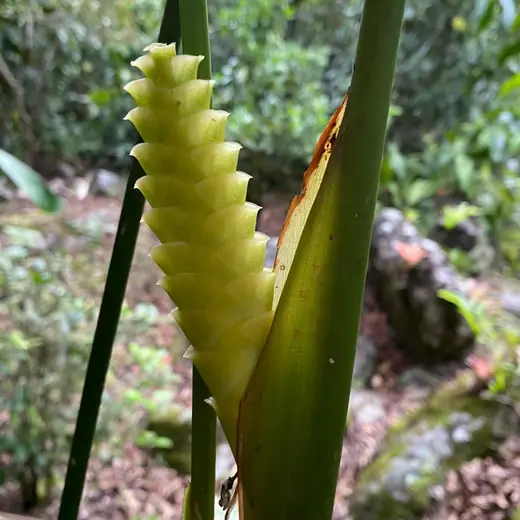 Yellow tropical cone emerging from green leaves