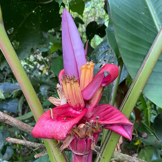 Pink banana flower opening among broad leaves